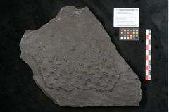 Foto (Objekt + Etikett) von Lepidodendron veltheimiamum Sternbg. (NHMW-GEO-2024-0188-11033)